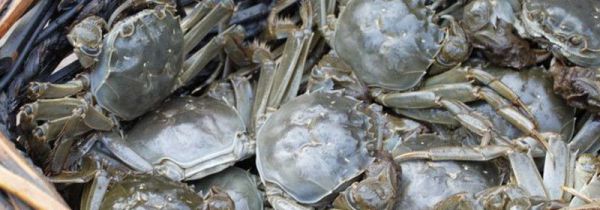 阳澄湖大闸蟹开湖时间2019