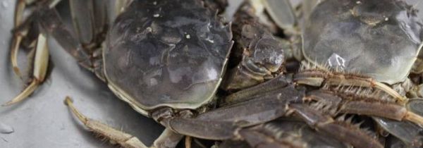 活螃蟹怎么保存久点