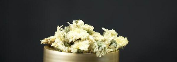 菊花茶可以天天喝吗