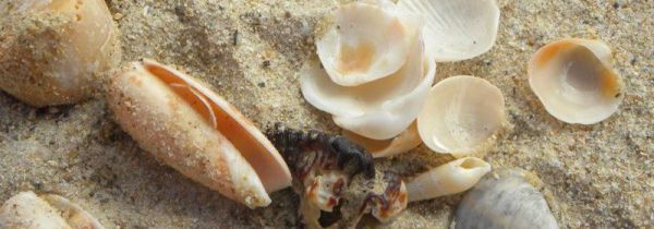 贝壳是干垃圾还是湿垃圾