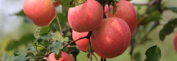 西瓜能和苹果一起吃吗