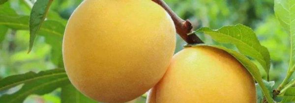 苹果和黄桃可以一起吃吗