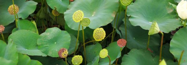 莲蓬为什么会变黑