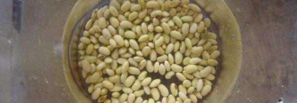 黄豆水浇花臭怎么解决