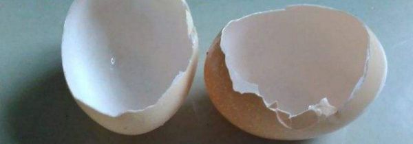 蛋壳是湿拉极还是干拉极