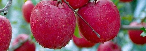 苹果和梨能一起吃吗