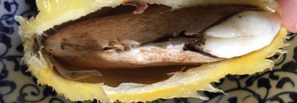 芒果核是干垃圾还是湿垃圾