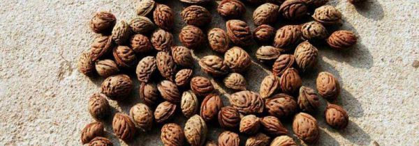 干果壳属于什么垃圾