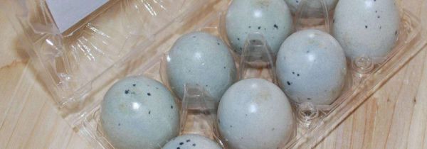 皮蛋坏了是什么样的