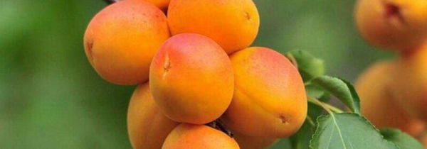 杏子可以多吃吗