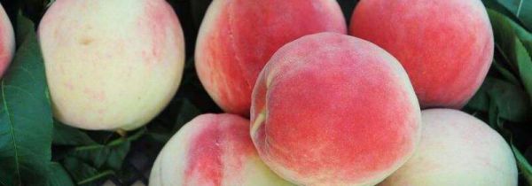 桃子和咖啡能一起吃吗