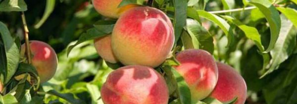 桃子和无花果能一起吃吗