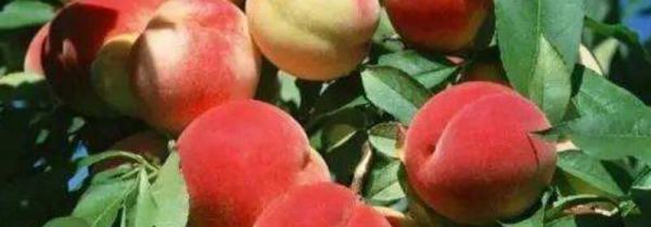 桃子和李可以一起吃吗