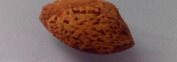 桃子核属于干垃圾还是湿垃圾