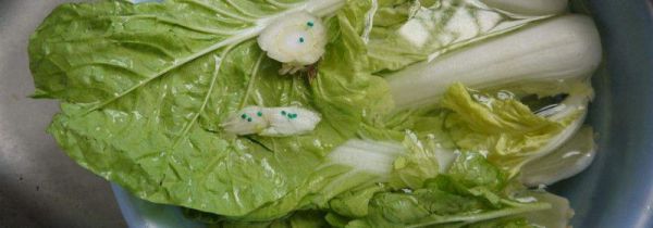 用食用碱洗菜的危害