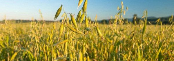 燕麦是什么做的