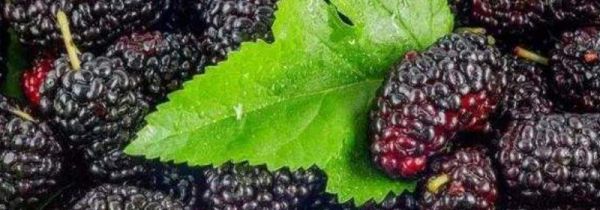 桑葚吃多了腹泻怎么办