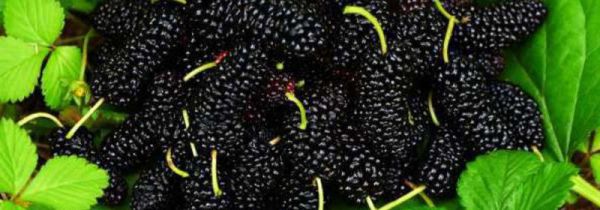 桑葚吃多少合适