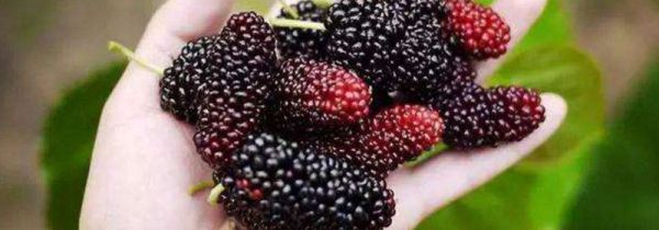 桑葚吃了有什么好处