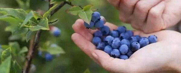 蓝莓可以和什么一起榨水果泥