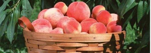 吃了桃子能吃鱼吗