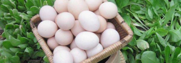 鹅蛋能和茄子一起吃吗