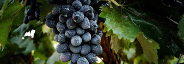 哪些水果可以泡果酒