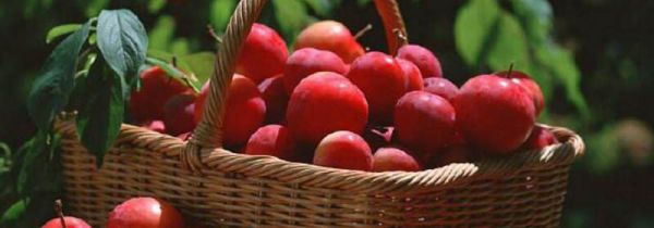 自酿李子酒方法