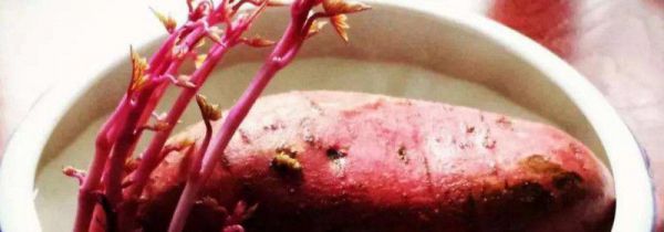 红薯发芽了怎么办