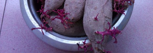 红薯为什么会发芽