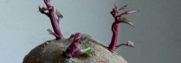 紫薯发芽可以吃吗