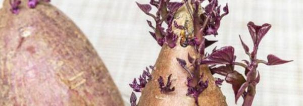 红薯怎么保存不会发芽