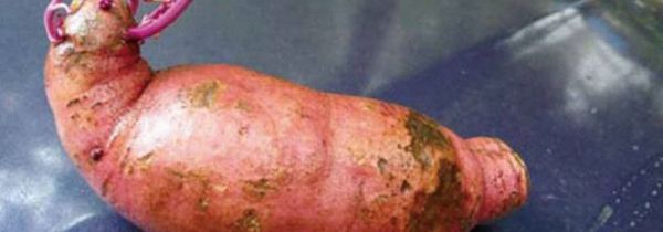 番薯发芽有毒吗