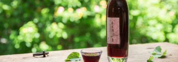 桑树果泡酒方法