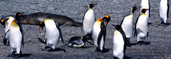 企鹅一般在几月份产卵