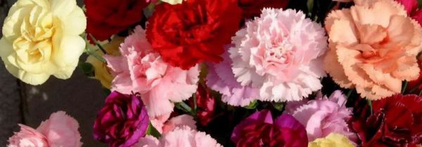 朋友生孩子送什么花