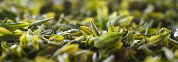 白茶饼和白茶区别