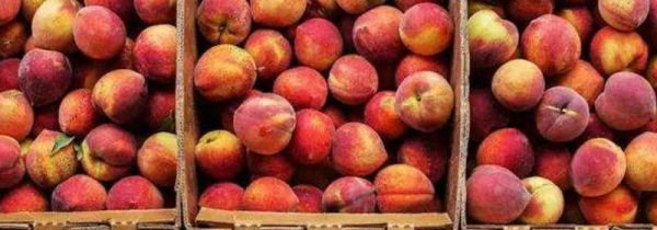 桃子软了怎么保存