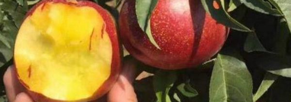 桃子软了是不是坏了