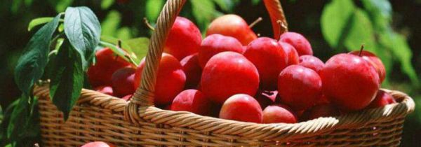 小李子吃多了会怎么样