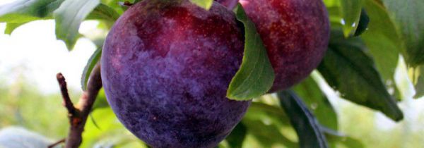 黑布林吃多了会怎么样