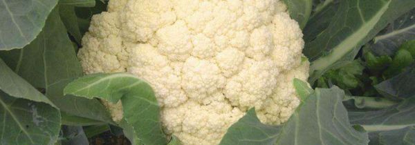 花菜能和西红柿和鸡蛋能一起炒吗