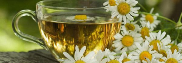 菊花茶能和绿茶一起泡吗