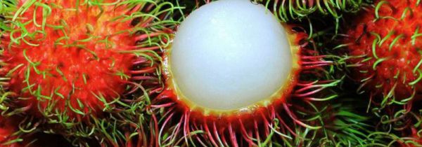 红毛丹怎么保存