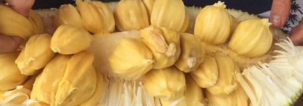 切开后的菠萝蜜没熟怎么办