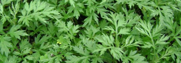 艾草能除螨虫吗