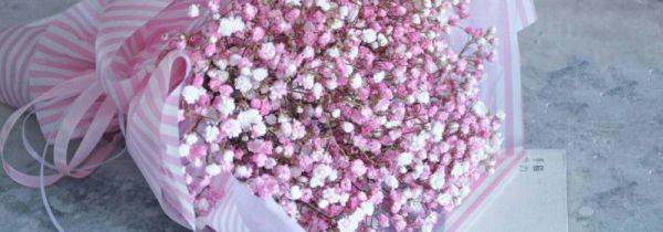 七夕可以送满天星吗