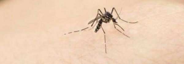 住一楼蚊子太多怎么办