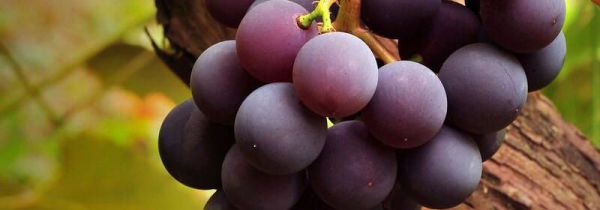 葡萄变质还能吃吗