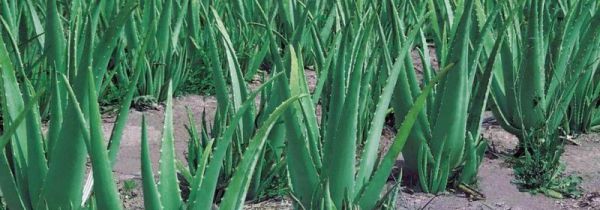 芦荟可以消除眼袋吗